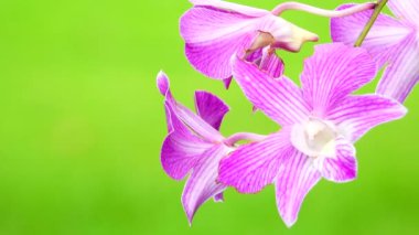 4K Thai pembe orkide çiçekleri doğa arka planında izole.