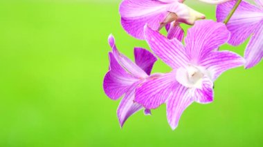 4K Thai pembe orkide çiçekleri doğa arka planında izole.