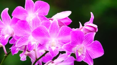 4K Thai pembe orkide çiçekleri doğa arka planında izole.