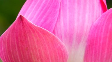 4K güzel nilüfer çiçeği çiçek açmış.