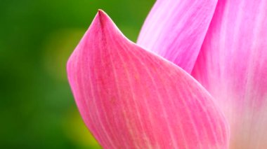 4K güzel nilüfer çiçeği çiçek açmış.