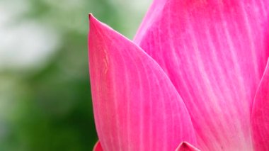 4K güzel nilüfer çiçeği çiçek açmış.