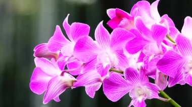 4K Thai pembe orkide çiçekleri doğa arka planında izole.