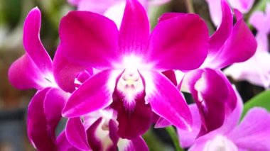 4K Thai pembe orkide çiçekleri doğa arka planında izole.