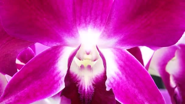 Thai Rosa Orquídea Flores Isoladas Fundo Natureza — Vídeo de Stock