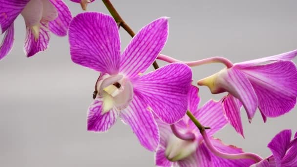 Thailändische Rosa Orchideenblüten Isoliert Auf Naturhintergrund — Stockvideo