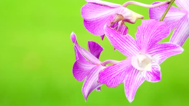 Thai Rosa Orkidé Blommor Isolerad Naturen Bakgrund — Stockvideo