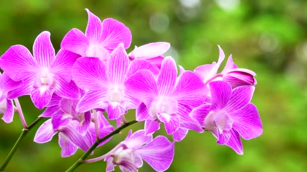 Thai Pink Orchid Flowers Isolated Nature Background — Stock Video