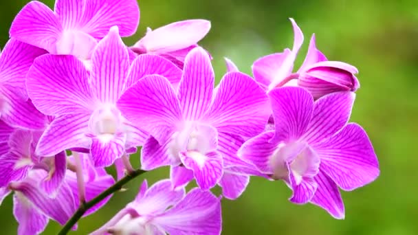 Thai Pembe Orkide Çiçekleri Doğa Arka Planında Izole — Stok video