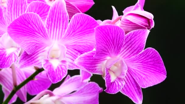 Thai Pink Orchid Flowers Isolated Nature Background — Stock Video