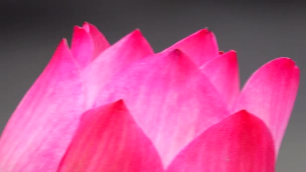 Hermosa Flor Loto Ping Floración — Vídeo de stock