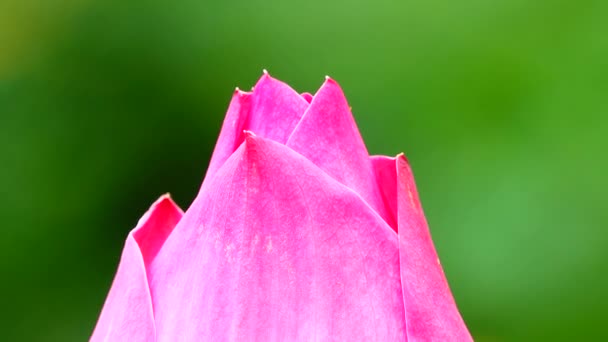 Vacker Ping Lotus Blomma Blom — Stockvideo