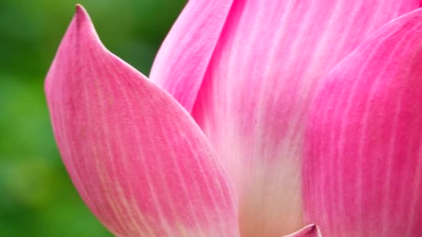 Hermosa Flor Loto Ping Floración — Vídeo de stock