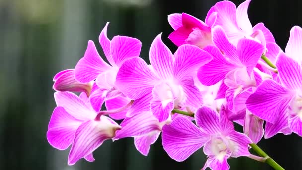 Flores Orquídea Rosa Tailandesa Aisladas Fondo Naturaleza — Vídeo de stock