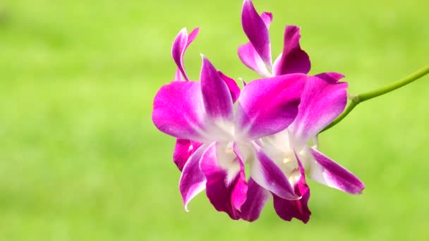 Flores Orquídea Rosa Tailandesa Aisladas Fondo Naturaleza — Vídeos de Stock