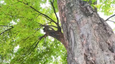 4K Büyük ağaç şehirde, rüzgar, güneş ışığı, doğa arka planı