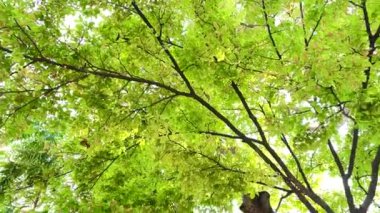 4K Büyük ağaç şehirde, rüzgar, güneş ışığı, doğa arka planı