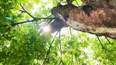 4K Büyük ağaç şehirde, rüzgar, güneş ışığı, doğa arka planı