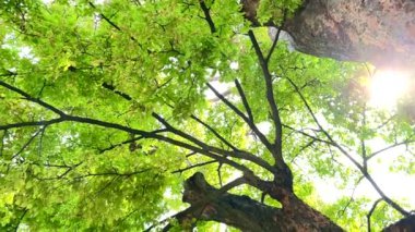 4K Büyük ağaç şehirde, rüzgar, güneş ışığı, doğa arka planı