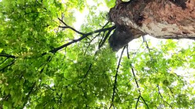 4K Büyük ağaç şehirde, rüzgar, güneş ışığı, doğa arka planı