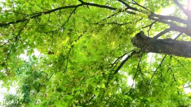 4K Büyük ağaç şehirde, rüzgar, güneş ışığı, doğa arka planı