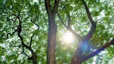  4K Büyük ağaç şehirde, rüzgar, güneş ışığı, doğa arka planı