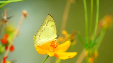 Süper yavaş 250 fps 1080 HD Tayland kelebeği bahçe bahçesinde yaz çiçeği ve kelebek çiçeği kelebeği