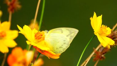 Süper yavaş 250 fps 1080 HD Tayland kelebeği bahçe bahçesinde yaz çiçeği ve kelebek çiçeği kelebeği