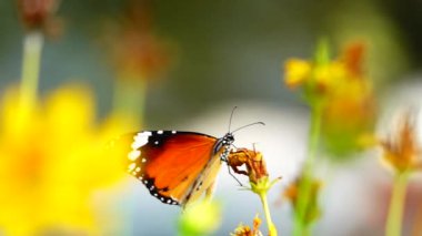 Süper yavaş 250 fps 1080 HD Tayland kelebeği bahçe bahçesinde yaz çiçeği ve kelebek çiçeği kelebeği