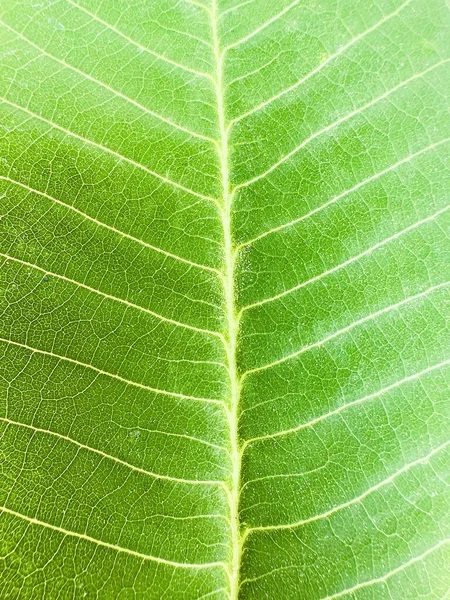 Krásné Tropické Listy Izolované Bílém Pozadí Tropické Exotické Listy — Stock fotografie