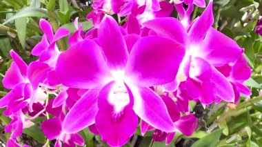 4K CLOSE up VIDEO: ayrıntılı çekim güneş ışığı açan mor orkide. Güzel mor çiçekli orkide altın ışıkta yıkanıyor. Oturma odasındaki renkli orkide çiçeklerinin arasından güneş parlıyor..