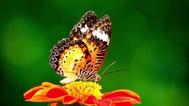 4K Tayland kelebeği bahçe bahçesinde yaz çiçeği ve kelebek çiçeği kelebeği