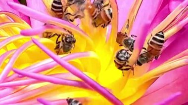 4K Nilüfer poleni üzerinde yiyecek arayan bir arı sürüsü.
