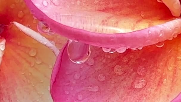 Regendruppels Roze Plumeria Bloemblaadjes Natuur Backgound — Stockvideo