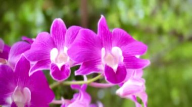 4K doğanın güzelliği, tropik bahçelerde süslenmiş nadir bir vahşi orkide.