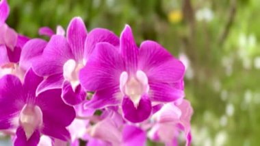 4K doğanın güzelliği, tropik bahçelerde süslenmiş nadir bir vahşi orkide.