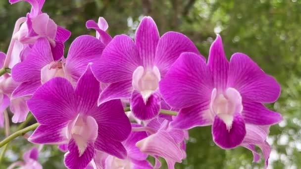 Bellezza Della Natura Una Rara Orchidea Selvatica Decorata Nei Giardini — Video Stock