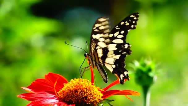 ガーデンガーデン夏の花と蝶蝶の花蝶蝶の蝶のタイの蝶 — ストック動画