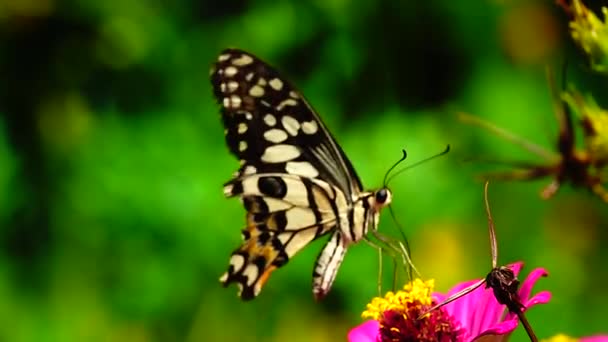 ガーデンガーデン夏の花と蝶蝶の花蝶蝶の蝶のタイの蝶 — ストック動画