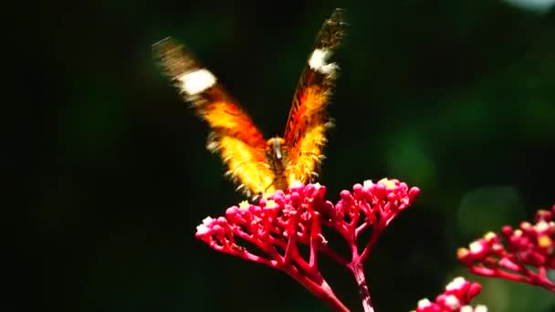 Ταϊλανδέζικη Πεταλούδα Στον Κήπο Λουλούδι Καλοκαίρι Και Πεταλούδα Λουλούδι Πεταλούδα — Αρχείο Βίντεο