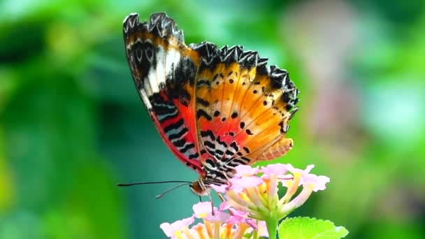 Tajski Motyl Ogrodzie Ogród Lato Kwiat Motyl Kwiat Motyl Kwiat — Wideo stockowe