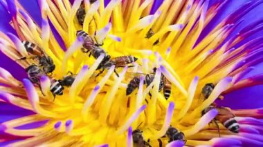 4K Nilüfer poleni üzerinde yiyecek arayan bir arı sürüsü