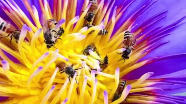 4K Nilüfer poleni üzerinde yiyecek arayan bir arı sürüsü