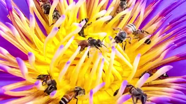 Een Zwerm Bijen Foerageert Het Lotusstuifmeel — Stockvideo