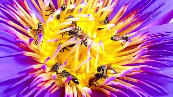 Essaim Abeilles Qui Nourrissent Pollen Lotus — Video