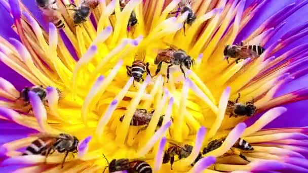 Een Zwerm Bijen Foerageert Het Lotusstuifmeel — Stockvideo