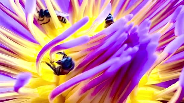 蓮の花粉を鍛造する蜂の群れ — ストック動画
