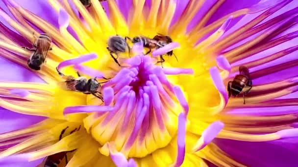 Enxame Abelhas Que Alimentam Pólen Lótus — Vídeo de Stock