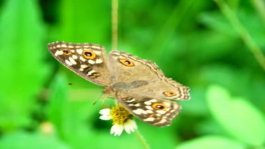 4K Tayland kelebeği bahçe bahçesinde yaz çiçeği ve kelebek çiçeği kelebeği