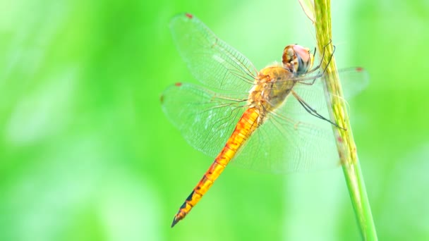 Πράσινο Dragonfly Ένα Κοντινό Πλάνο Του Orthetrum Sabina Σκαρφαλωμένο Ένα — Αρχείο Βίντεο